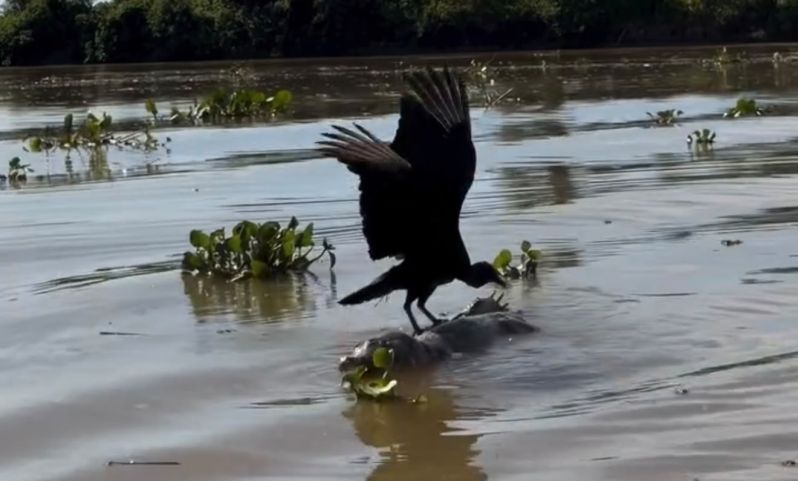 Urubu tenta se alimentar de jacaré e acaba 'rodando' sobre carcaça em rio do Pantanal; VÍDEO