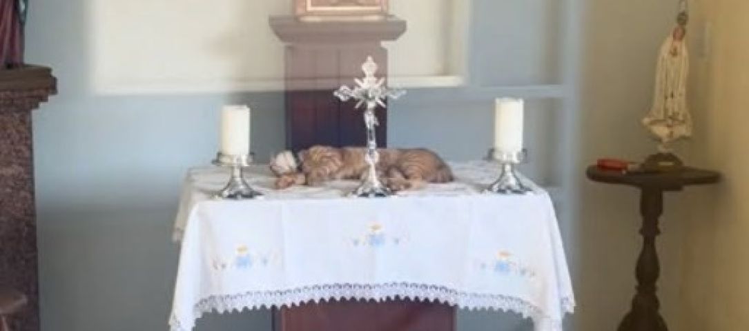 Gato ignora pedido de padre e transforma altar em cama improvisada; VÍDEO