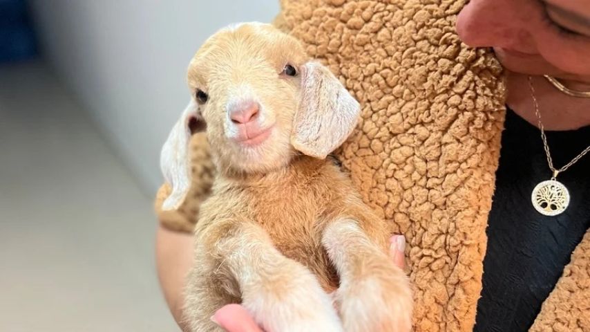 Tutores lançam vakinha para custear tratamento veterinário de cabrinha resgatada em SC