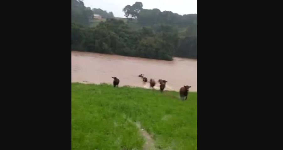 (Vídeo) Gado escuta chamado de produtor e consegue se salvar durante chuvas no RS