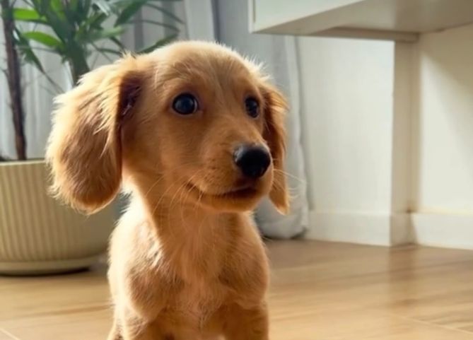 (Vídeo) Cachorrinho Charlie conquista a web ao esperar o dono para comer