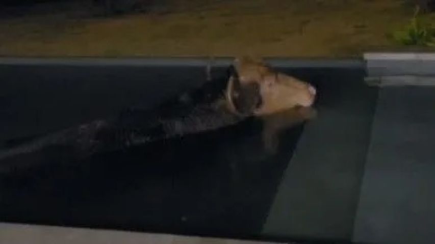VÍDEO: Búfalo troca açude por piscina e passa mais de 7 horas aproveitando um banho “diferente”