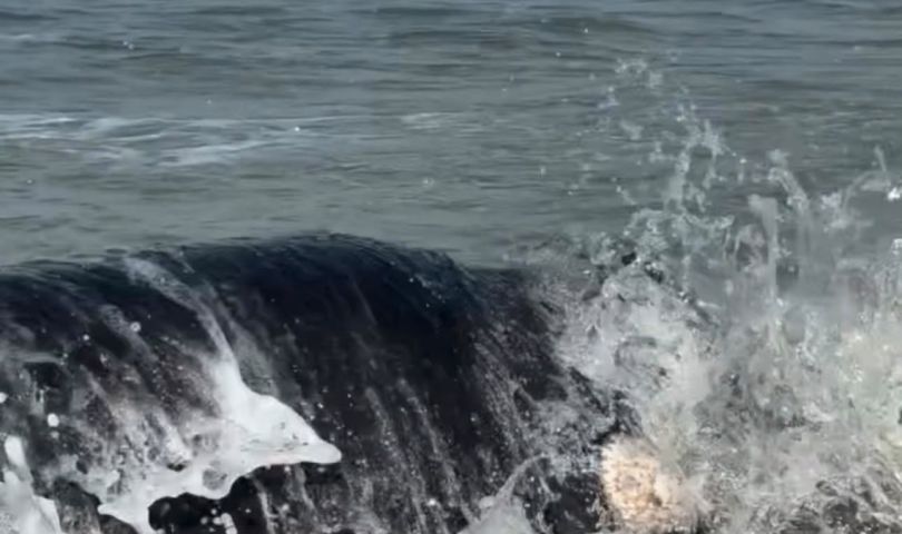 (Vídeo) Filhote de baleia-franca é encontrado morto em praia do Farol de Santa Marta