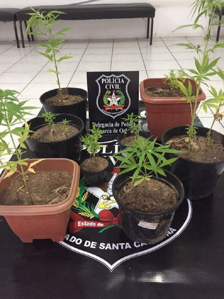 Polícia Civil apreende pés de maconha em propriedade de Orleans