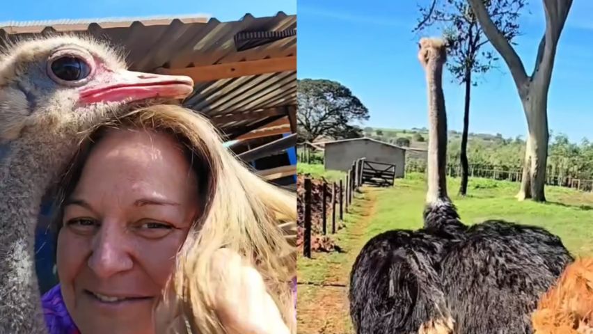 Avestruz abraça criadora durante vídeo e cena viraliza nas redes sociais