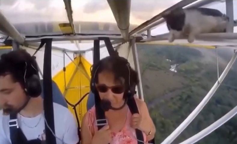Gato aparece em compartimento da asa de ultraleve durante voo e surpreende piloto após decolagem