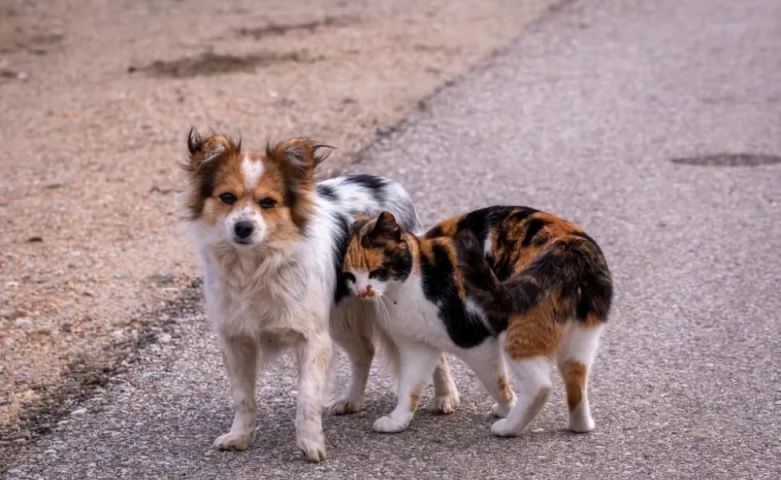 Decisão do STF obriga prefeituras a protegerem cães e gatos abandonados