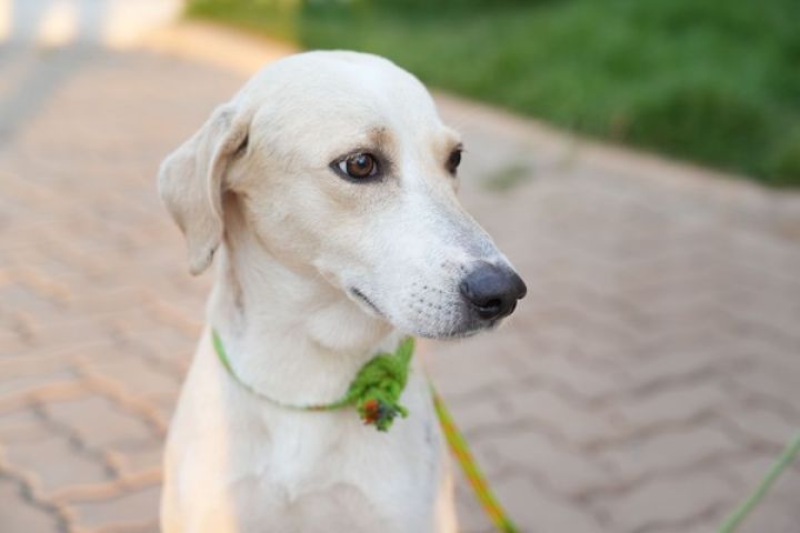 Cãozinho que esperou pelo tutor falecido durante um mês em porta de hospital é resgatado