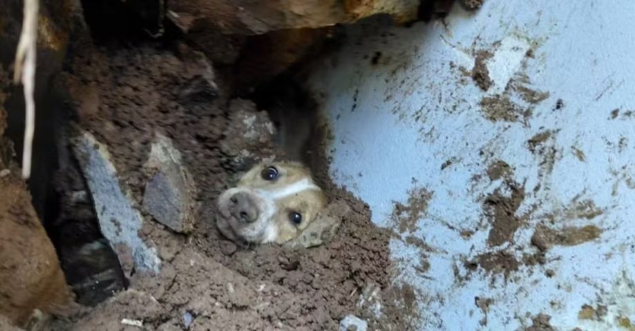 Cão é resgatado com vida após passar 20 horas sob escombros de muro que desabou em SC