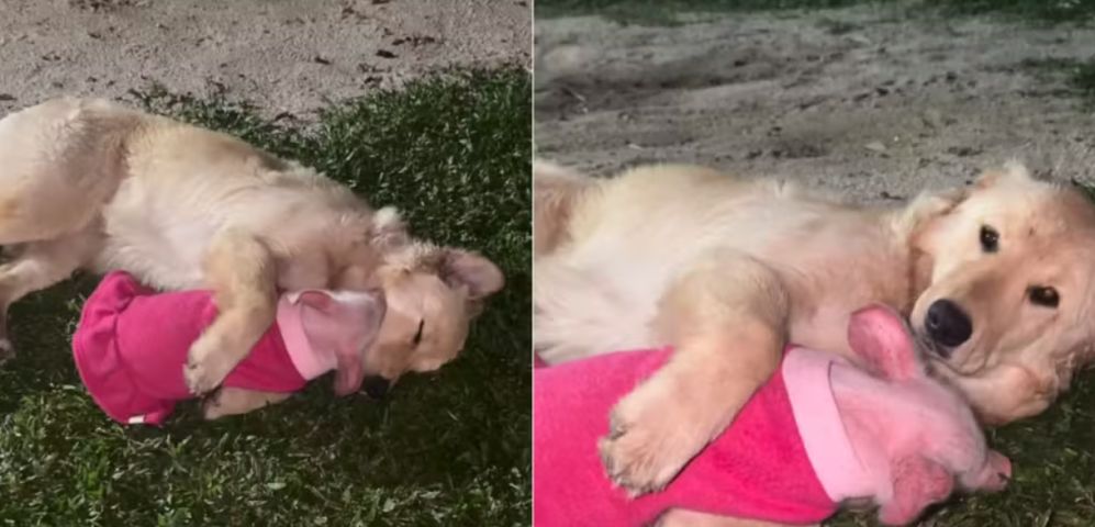 (Vídeo) Porquinha de Jaguaruna resgatada de chiqueiro 'adota' golden retriever e cena ganha as redes