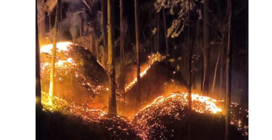 Incêndio em plantação de eucalipto mobiliza bombeiros voluntários em Treze de Maio