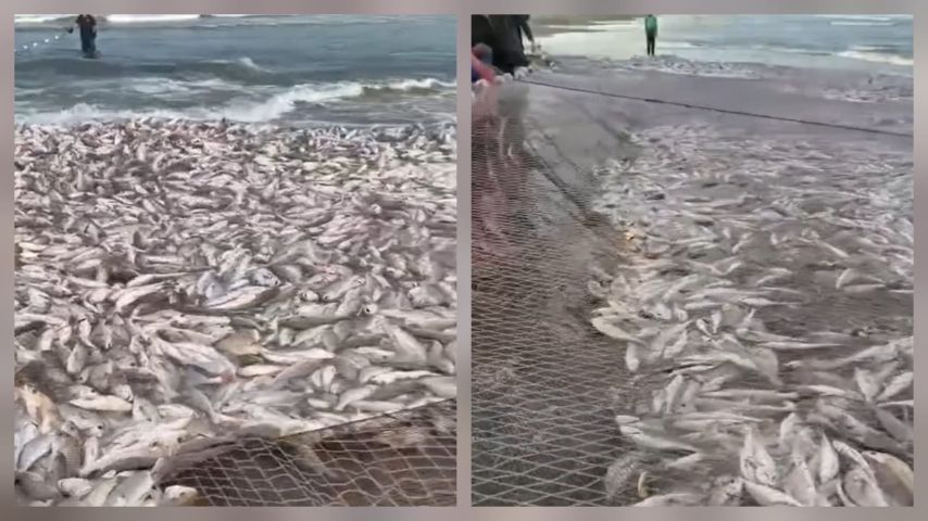 VÍDEO: Pescadores comemoram pesca expressiva de corvinas na Praia do Gi, em Laguna