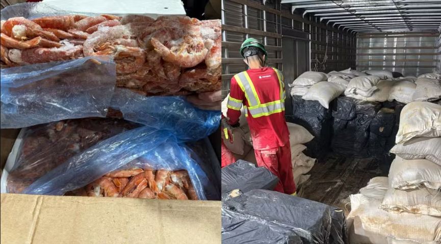 Motorista é preso com R$ 780 mil em camarão contrabandeado escondido em SC