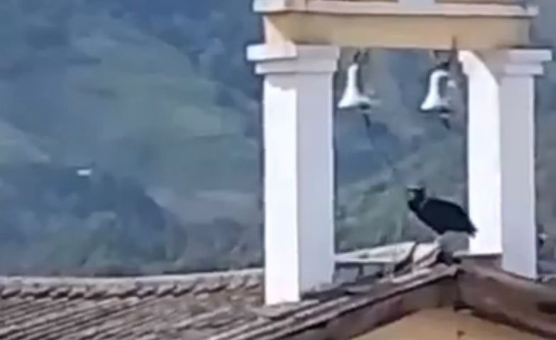 Urubu é flagrado tocando sino de igreja em vídeo que viralizou após terremoto na Colômbia; VÍDEO