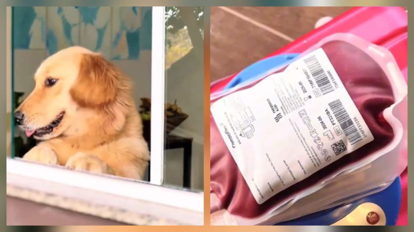 Banco de sangue animal busca doadores para atender demanda crescente na região