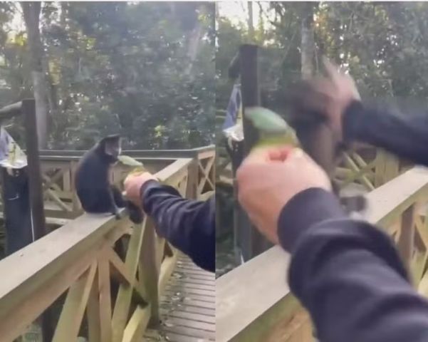 Homem agride macaco-prego com um tapa no Parque Ecológico de Maracajá