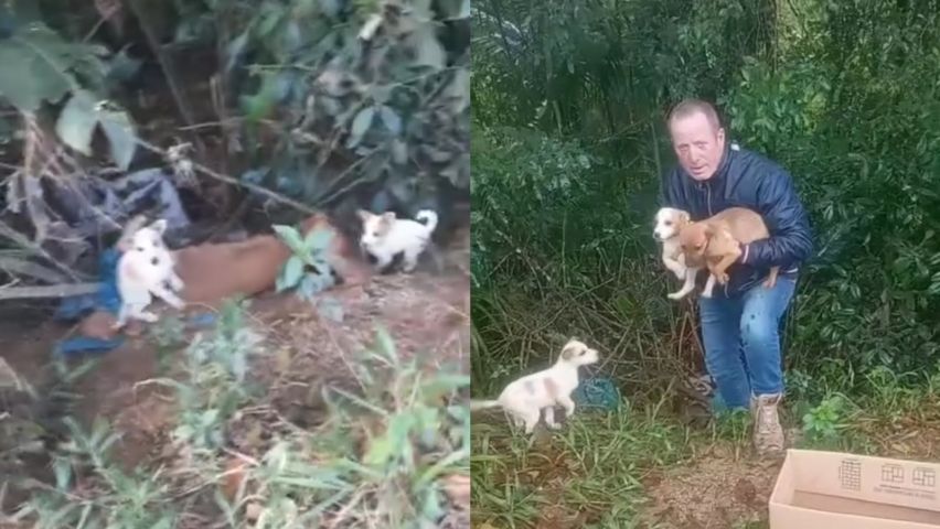 Filhotes abandonados são resgatados comendo a carcaça da própria mãe em Capivari de Baixo