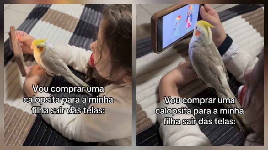 VÍDEO: Calopsita vira “companhia” de criança no celular e vídeo viraliza nas redes sociais