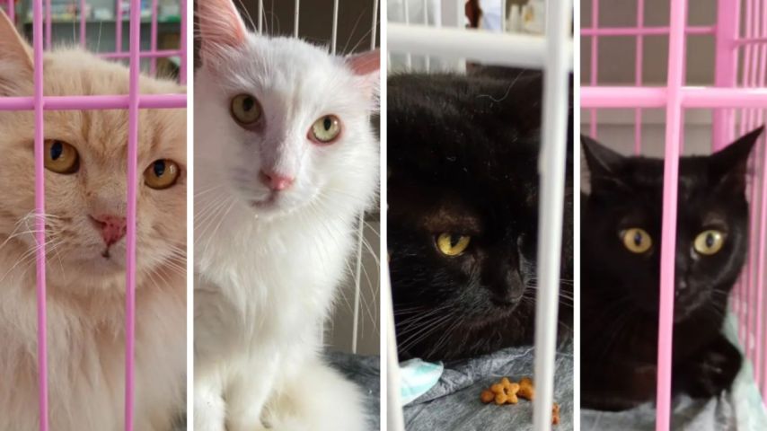 Primeiros gatos resgatados de apartamento com mais de 400 animais começam a ganhar novos lares em SC