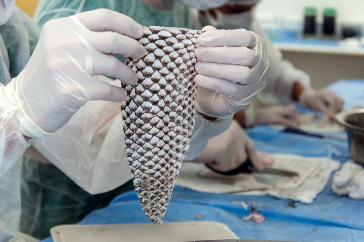 Brasil terá a primeira fábrica de pele de tilápia do mundo