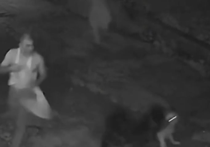 (Vídeo) Cachorro de rua protege homem que o alimentava durante ataque de outro cão na Índia