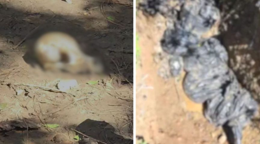 Dezenas de cães são encontrados mortos em estado de decomposição avançada dentro de sacos de lixo em SC