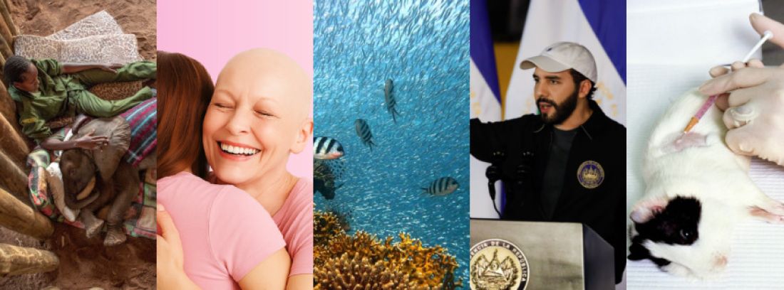 Boas notícias: avanços na saúde, meio ambiente e sociedade mostram que o mundo também pode mudar para melhor