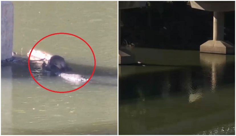 (Vídeo) Lontra é avistada se banhando e 'pescando' no Rio Tubarão nesta segunda, 24