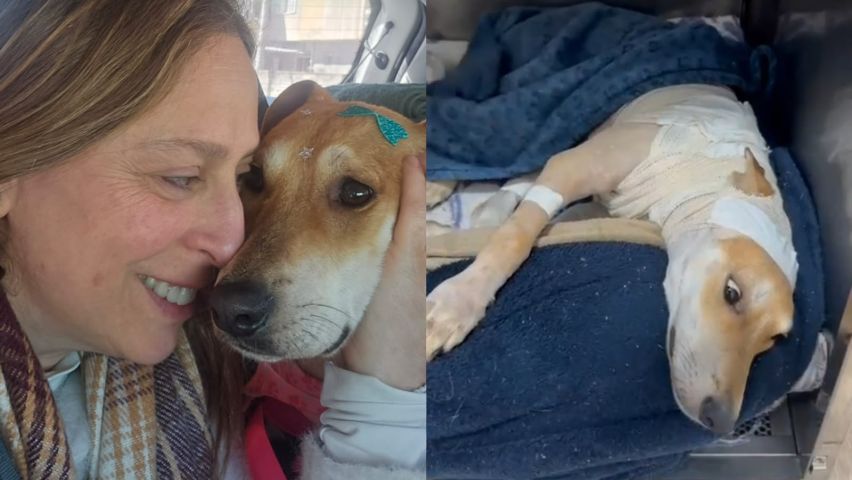 Após recuperação, cachorrinha queimada com água quente em Tubarão é adotada; VÍDEO