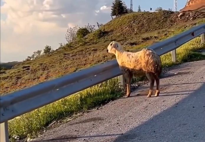 Ovelha se afasta do rebanho para admirar o pôr do sol e cena viraliza; VÍDEO