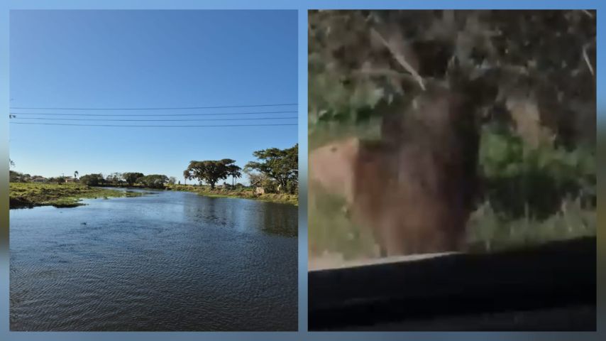 VÍDEO: Morador registra capivaras circulando nas margens do Rio da Madre