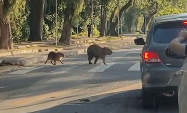 Capivaras atravessam faixa de pedestres na Beira-Rio em Tubarão; VÍDEO
