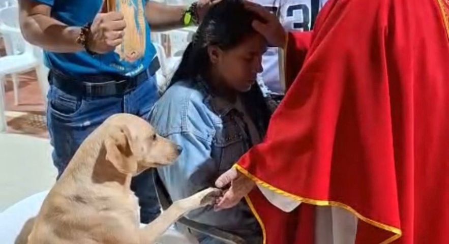 Cachorro ajuda na oração e emociona fiéis em igreja na Colômbia; VÍDEO