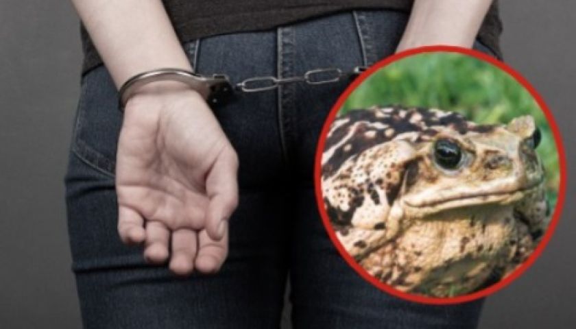 Mulher é presa após esfaquear marido que a chamou de 'sapo-boi' em Brasília