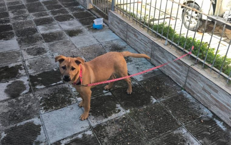 (Vídeo) Em SC: Mulher prende cão em grade de casa e abandona filhote durante caminhada