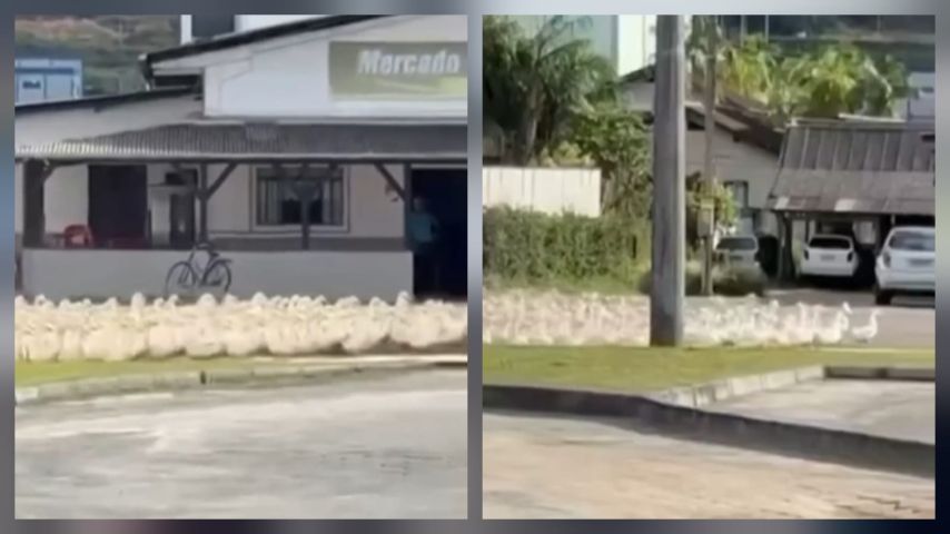 VÍDEO: “Marcha dos Marrecos” chama a atenção na zona central de cidade catarinense