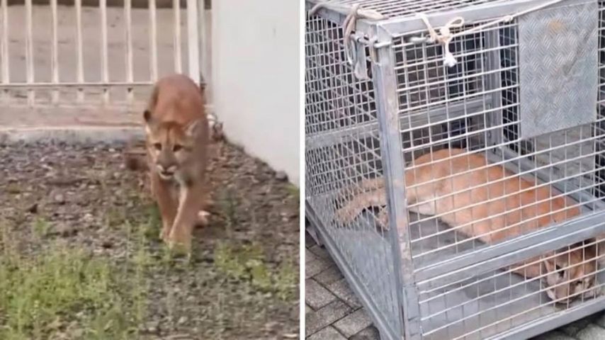 VÍDEO: Onça-parda é resgatada em área urbana de Santa Catarina após 10 horas de trabalho de resgate
