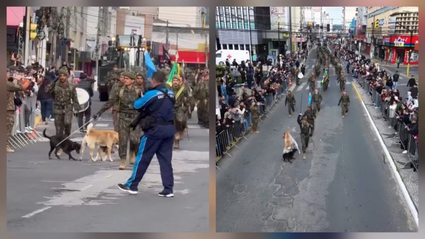 VÍDEO: Cães “invadem” desfile cívico em Tubarão durante participação do exército e “brigam” na avenida enquanto soldados marcham