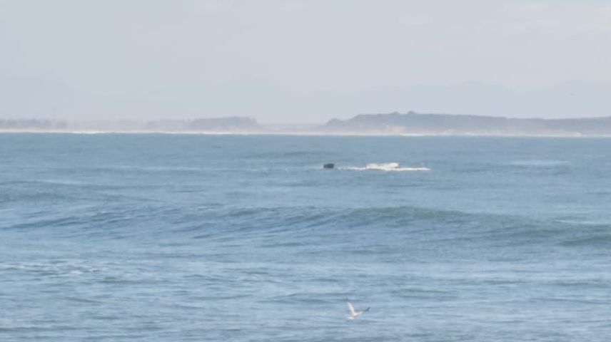(Vídeo) Baleias-francas são avistadas próximas aos Molhes da Barra, em Laguna