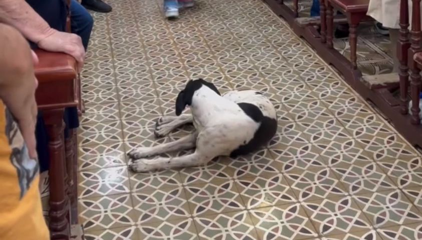 Cachorro fica deitado no corredor de igreja e ‘obriga’ padre a desviar durante novena; VÍDEO