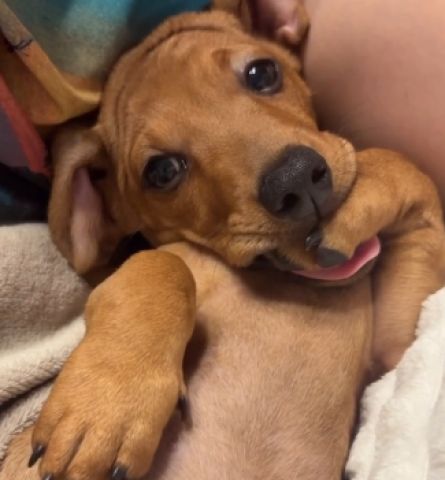 (Vídeo) Doginha faz pose 'itimalia' para câmera e encanta seguidores da tutora