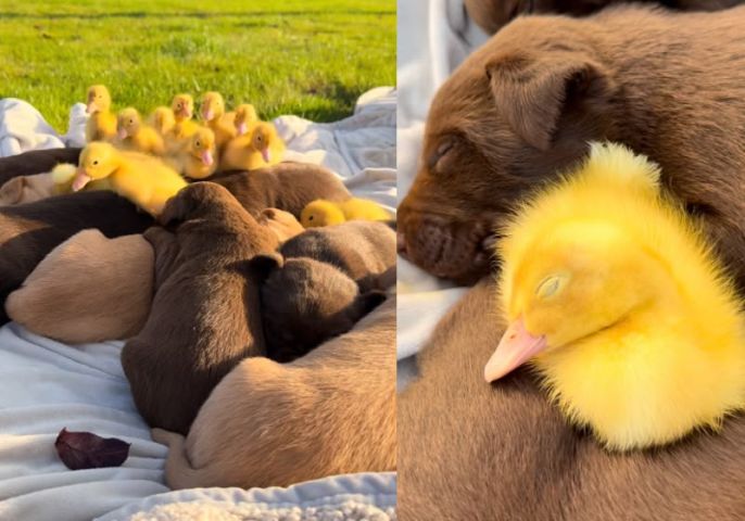 VÍDEO: Encontro de patinhos com filhotes de cachorro termina em “cochilo” em fazenda canadense