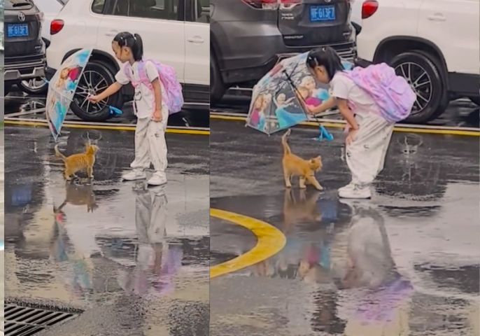 VÍDEO: Menina alérgica a gatos viraliza após proteger um gatinho da chuva: “ele não tem uma mãe para protegê-lo”