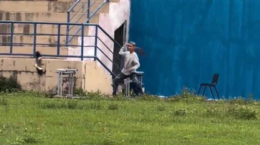 Pintor ganha ‘segurança’ contra ataque de quero-queros durante trabalho; VÍDEO