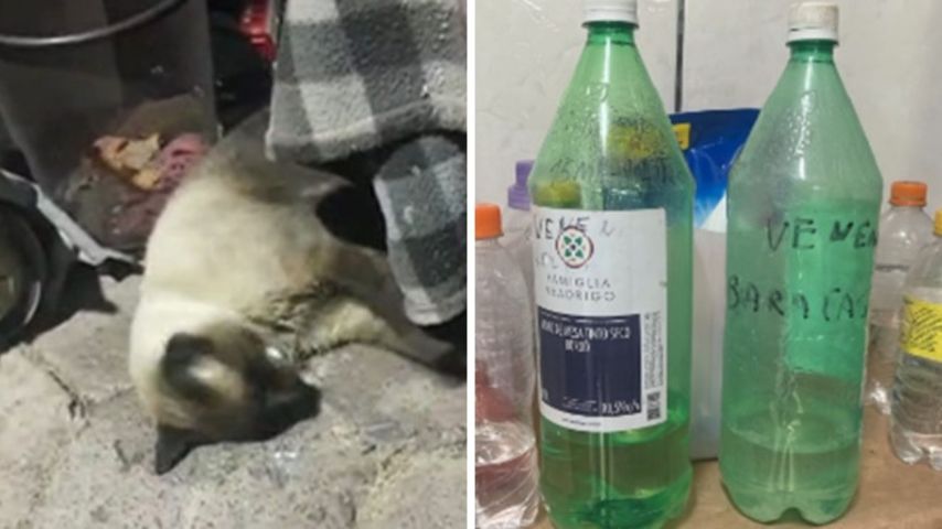 Em SC: mulher é suspeita de matar 11 gatos envenenando-os com uma substância proibida