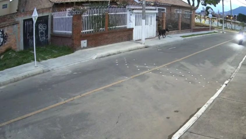 Vídeo mostra cão salvando tutor durante tentativa de assalto na Colômbia