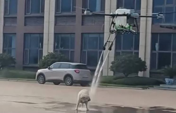 (Vídeo) Cachorro é surpreendido por drone enquanto descansava tranquilo na rua, na China
