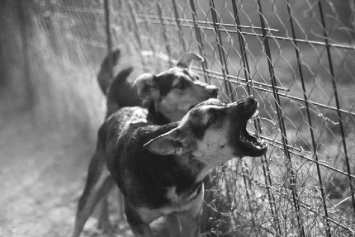Latido de 40 cães rendem indenização a vizinhos em Imbituba após caso ir ao STF
