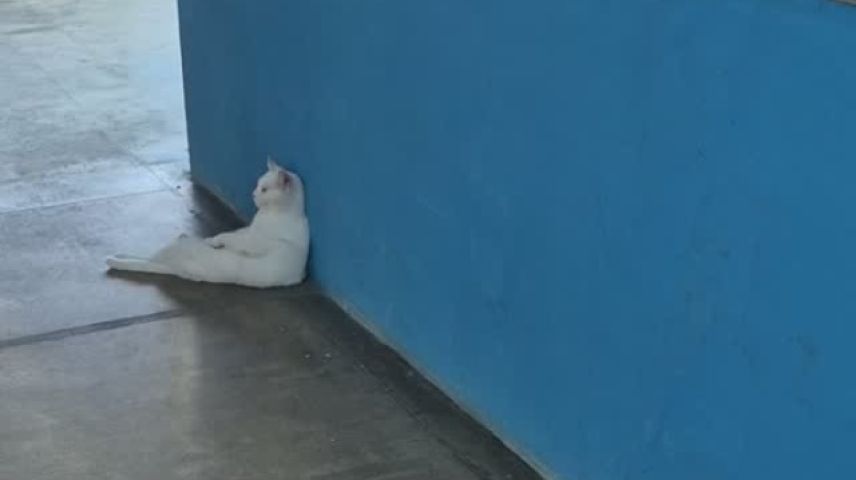 Gato viraliza ao aparecer encostado na parede em momento de preguiça; VÍDEO