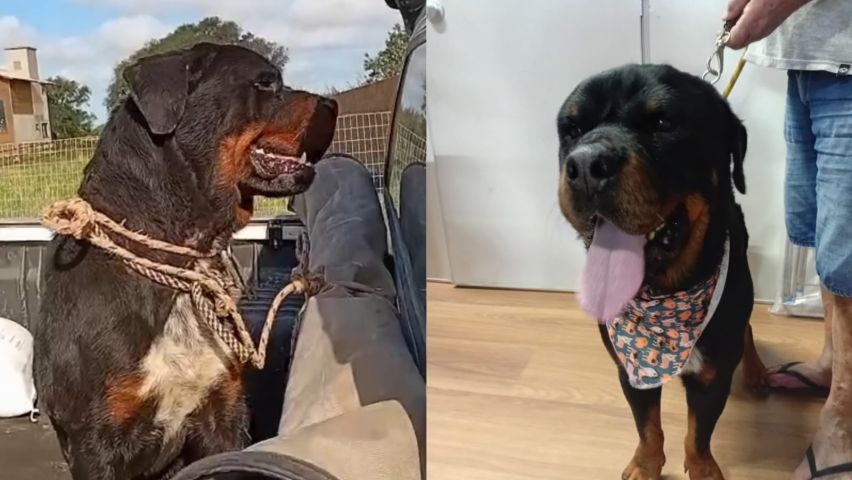 Rottweiler abandonado com corda no pescoço é resgatado e aguarda adoção em Tubarão; VÍDEO